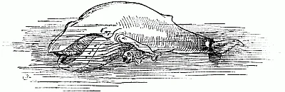 Whale