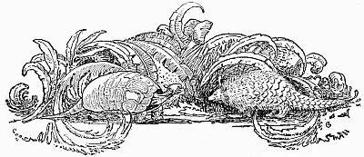 Rùa và armadillo