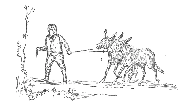 Những Chú Lừa Nhỏ Bị Bán