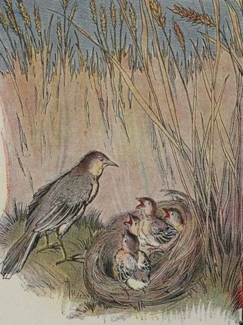 CHIM SƠN CA VÀ ĐÀN CON