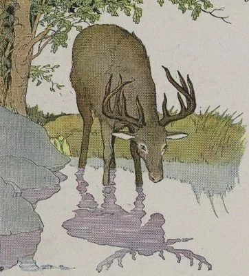HƯƠU VÀ CÁI BÓNG