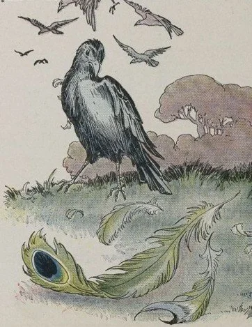 CHIM QUẠ KHOÁC LÔNG CÔNG