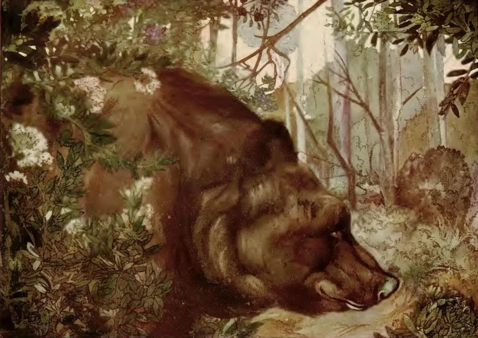 Baloo trong rừng