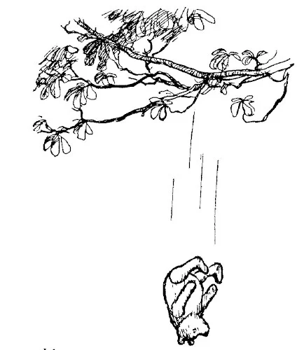 Trong bức tranh này, Pooh lộn cổ từ một cành cây rậm rạp; cậu chàng rơi rất nhanh.